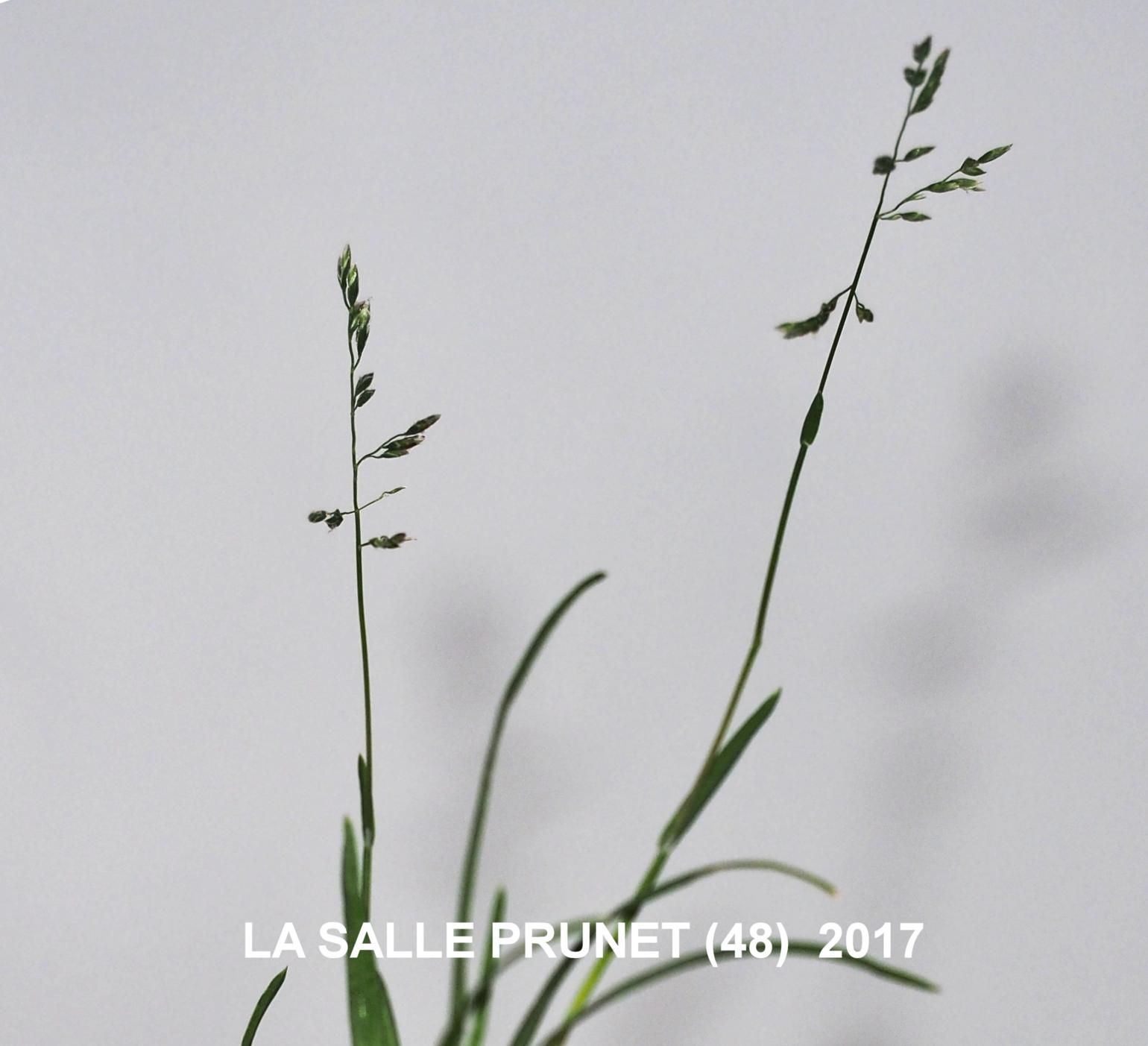Meadow-grass, Annual